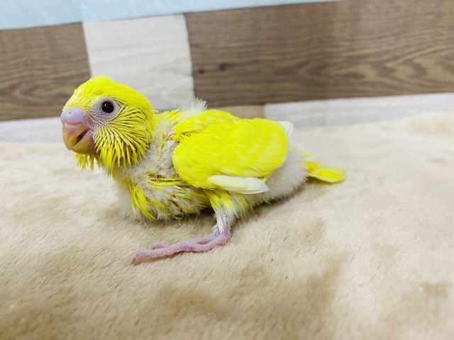 セキセイインコ