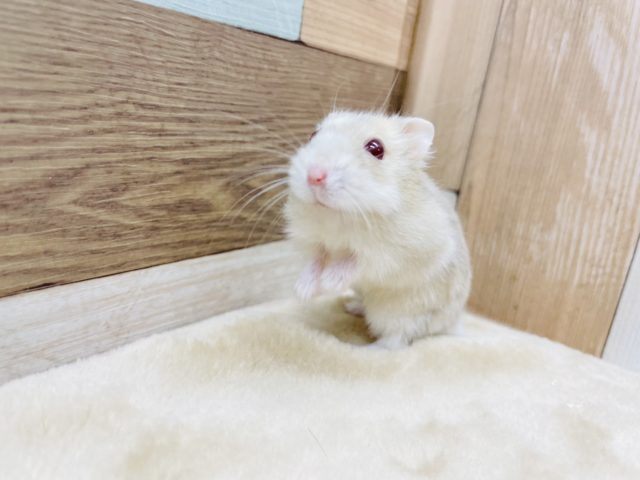 キャンベルハムスター