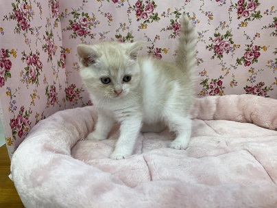 スコティッシュフォールド