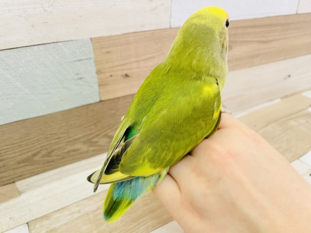 コザクラインコ（小桜インコ）