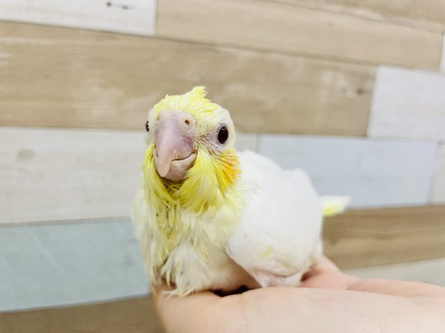 オカメインコ
