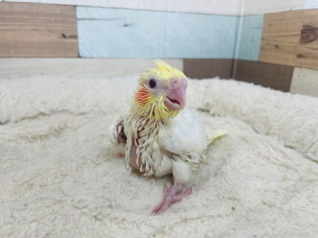 オカメインコ
