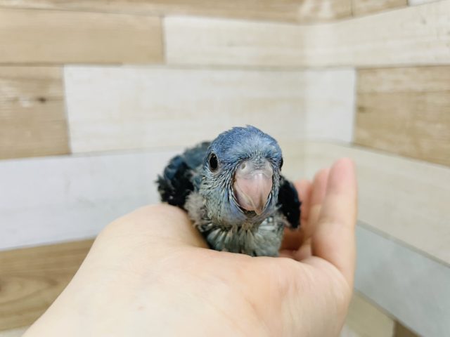 サザナミインコ