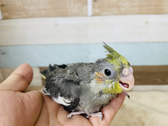 オカメインコ