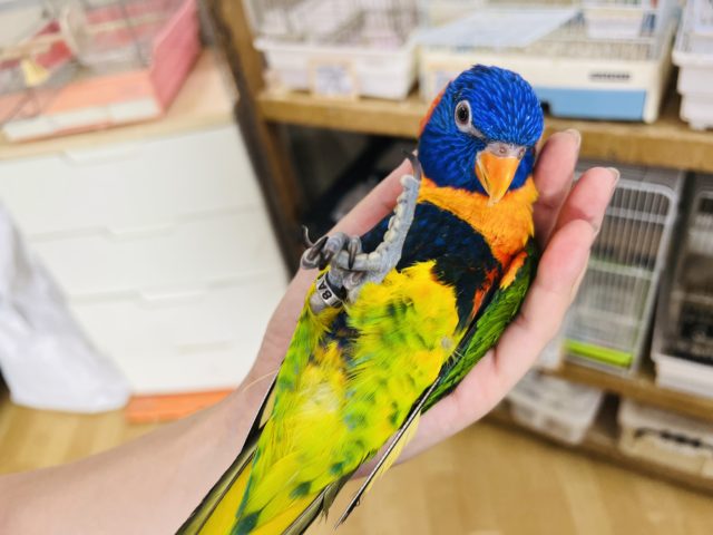 アカエリゴシキセイガイインコ