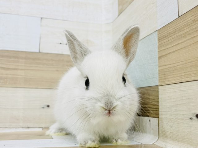 ネザーランドドワーフ