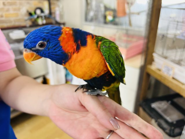 アカエリゴシキセイガイインコ