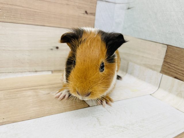 イングリッシュモルモット