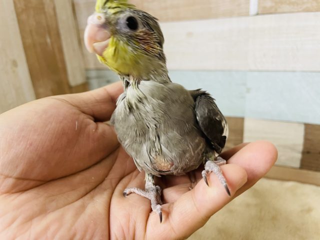 オカメインコ