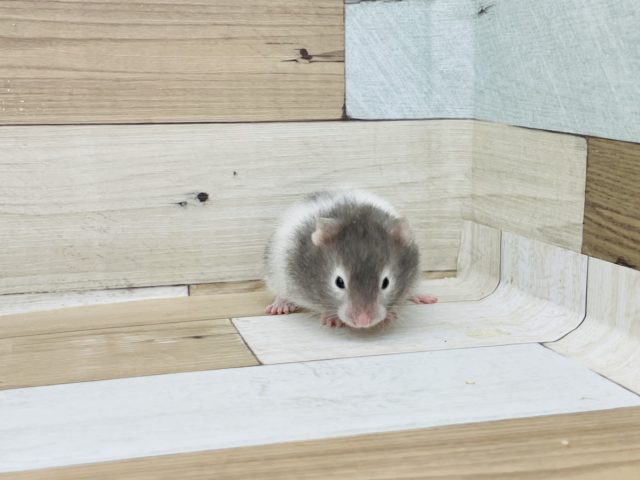 ゴールデンハムスター