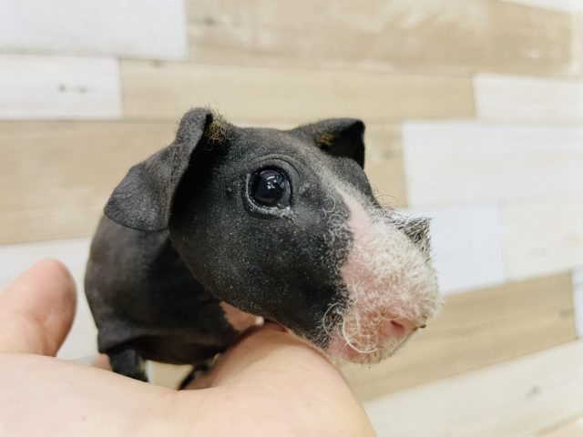 スキニーギニアピッグ