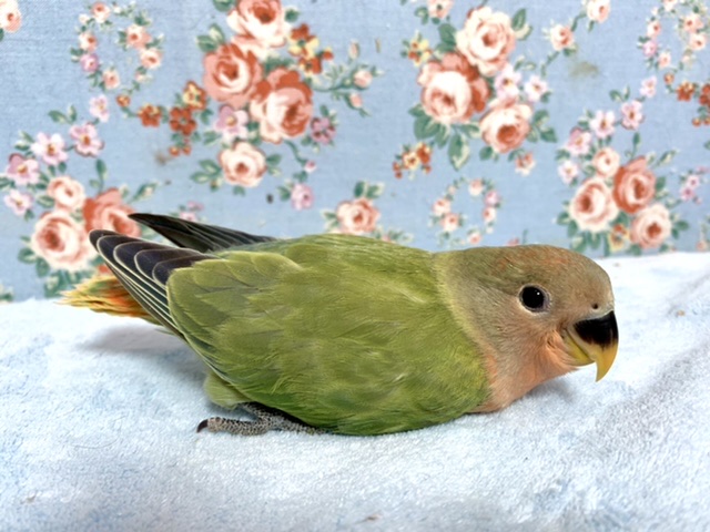コザクラインコ（小桜インコ）