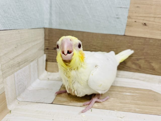 オカメインコ