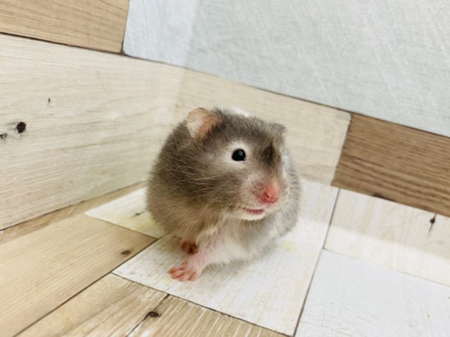 ゴールデンハムスター