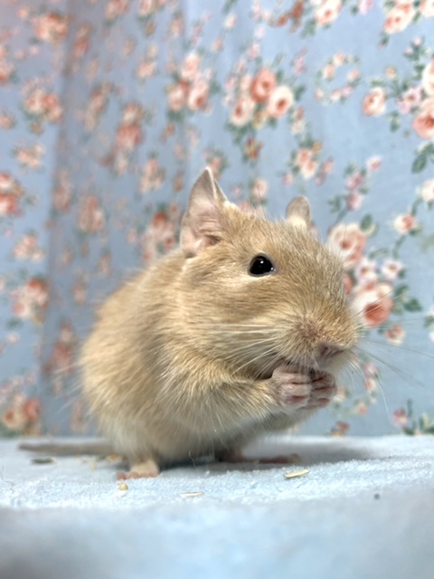 サンドデグー 男の子 3/16 デグー