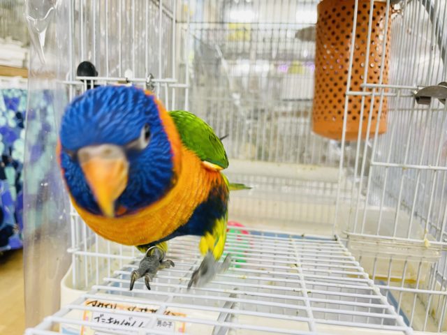 アカエリゴシキセイガイインコ