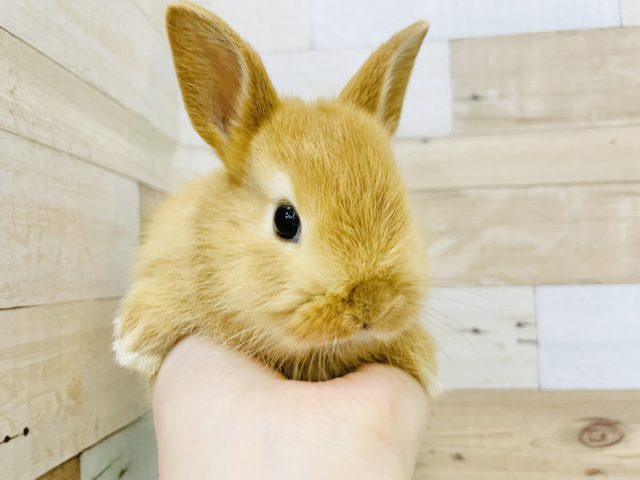 ネザーランドドワーフ