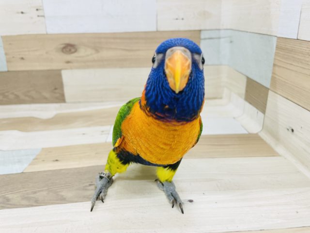 アカエリゴシキセイガイインコ