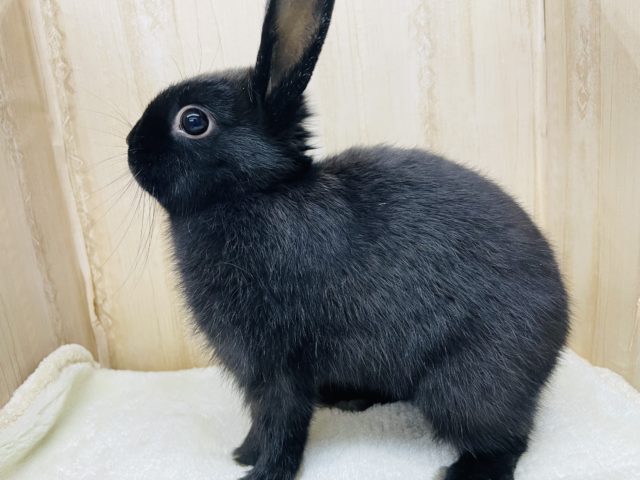 ネザーランドドワーフ