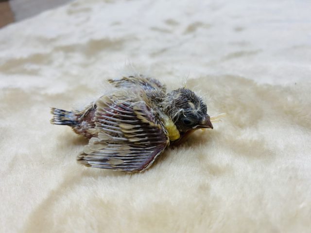 錦花鳥（キンカチョウ）