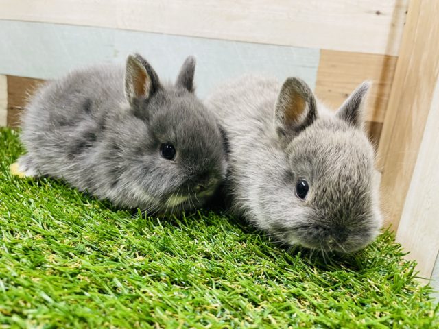 ネザーランドドワーフ