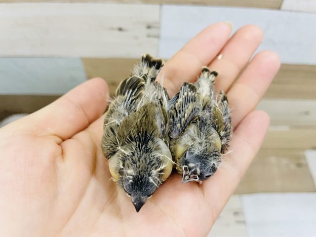 錦花鳥（キンカチョウ）