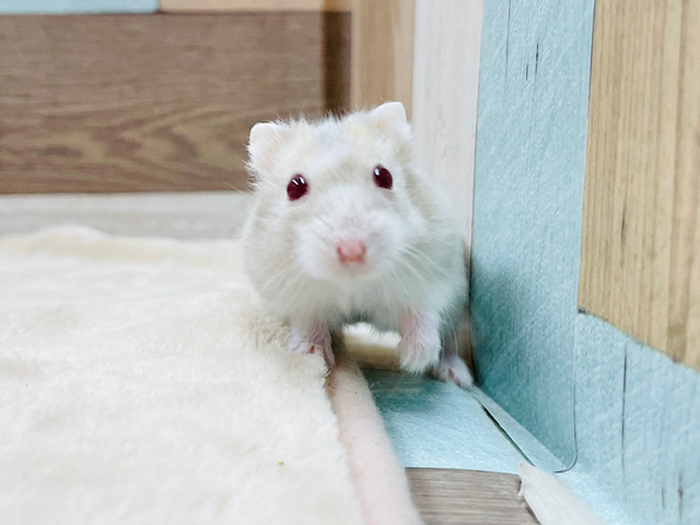 キャンベルハムスター