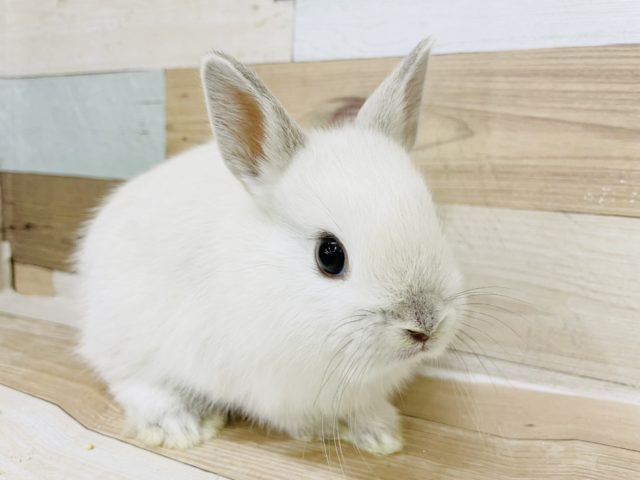 ネザーランドドワーフ