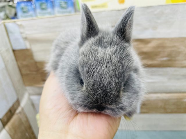 ネザーランドドワーフ