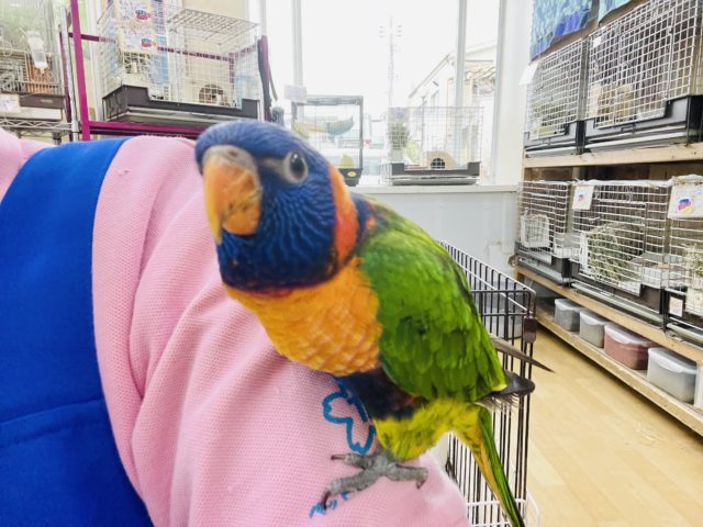 アカエリゴシキセイガイインコ