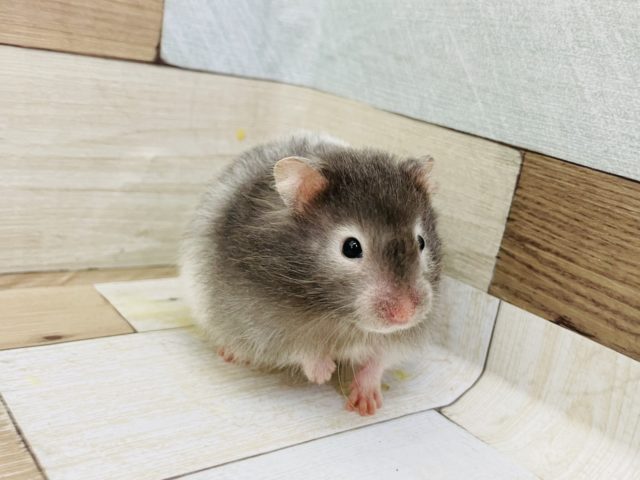 ゴールデンハムスター