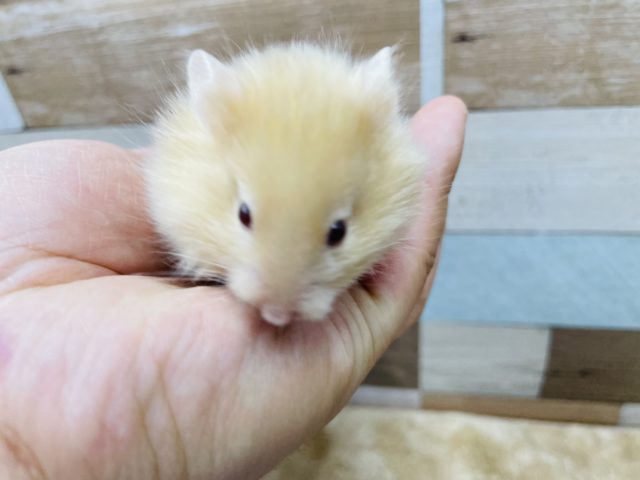 ゴールデンハムスター