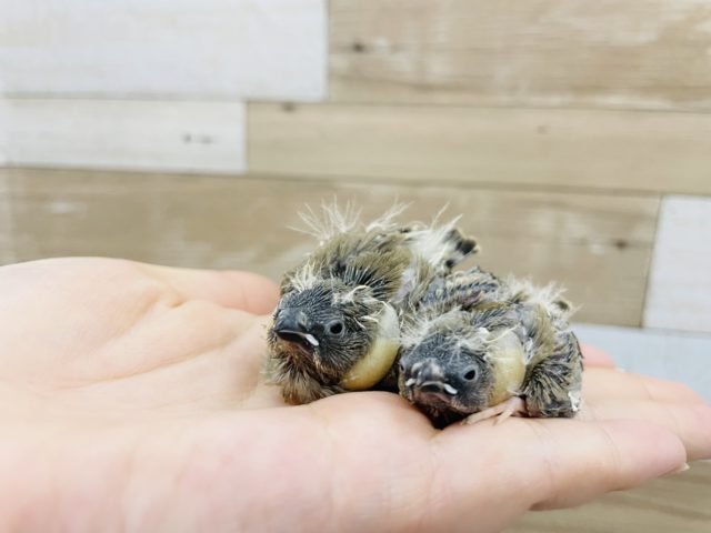 錦花鳥（キンカチョウ）