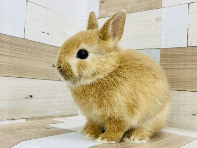 ネザーランドドワーフ