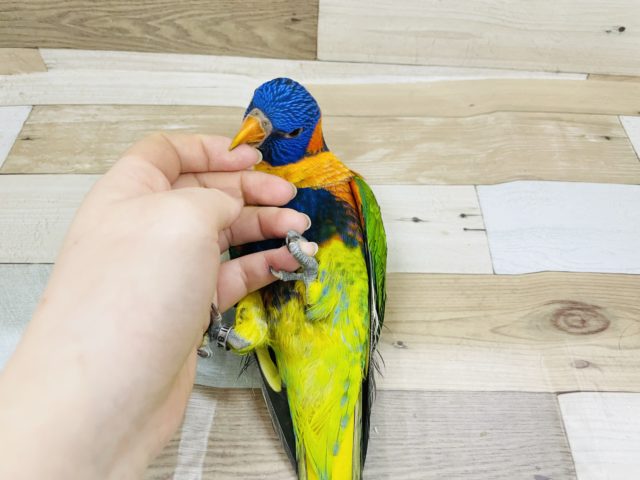 アカエリゴシキセイガイインコ