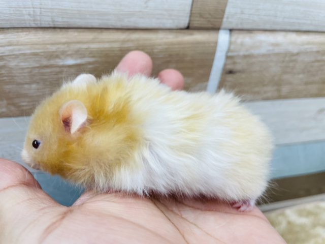 ゴールデンハムスター