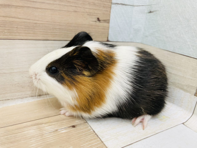 イングリッシュモルモット