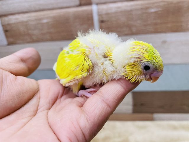 セキセイインコ