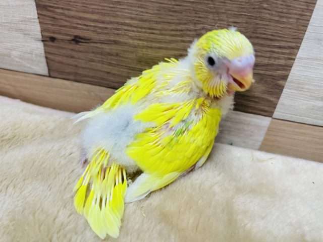 セキセイインコ