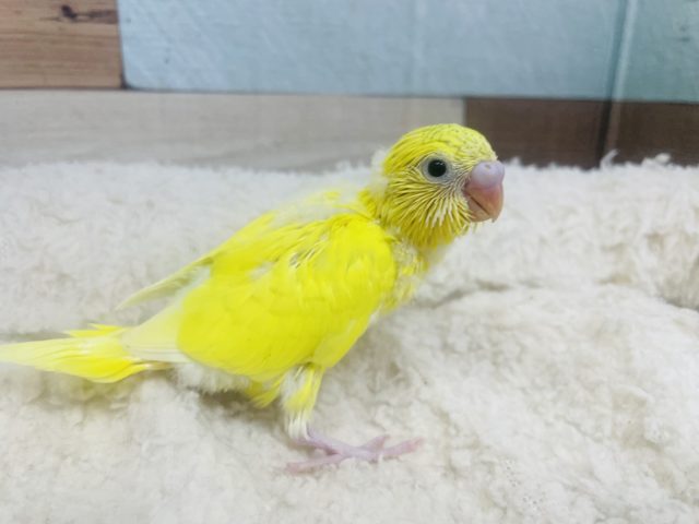 セキセイインコ