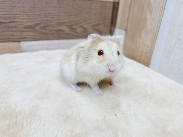 キャンベルハムスター