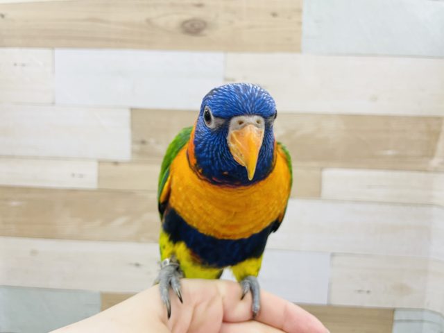 アカエリゴシキセイガイインコ