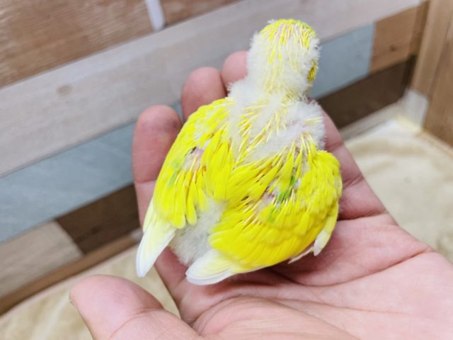 セキセイインコ