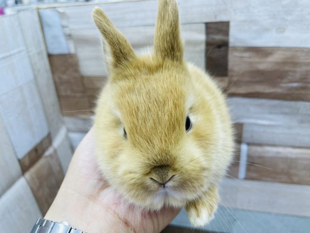 ネザーランドドワーフ