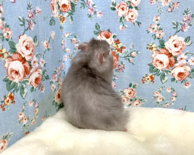 ゴールデンハムスター