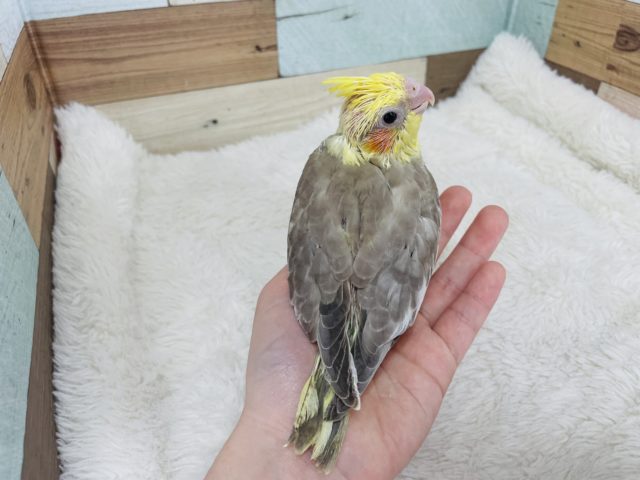 オカメインコ