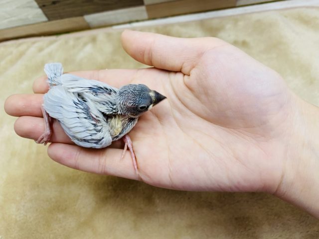 シルバー文鳥