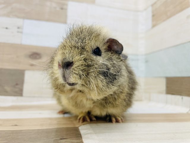 メリノモルモット