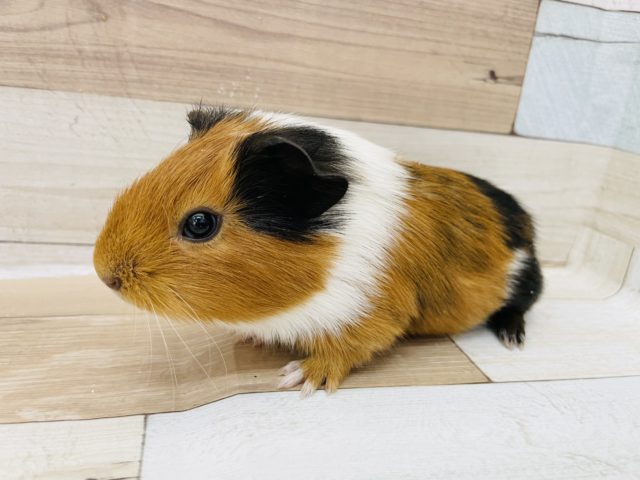 イングリッシュモルモット