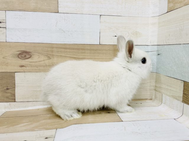 ネザーランドドワーフ